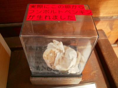 南知多ビーチランド　フンボルトペンギンの卵