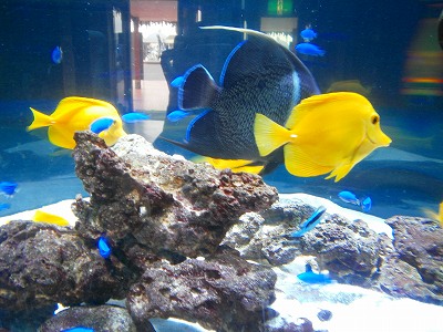 南知多ビーチランド　熱帯魚　美浜町