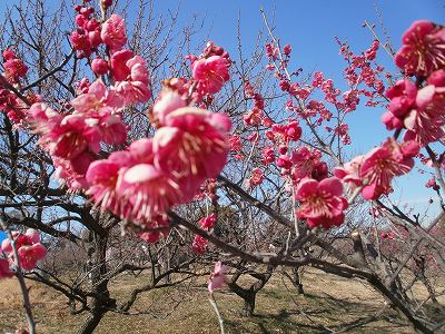 佐布里緑と花のふれあい公園　梅