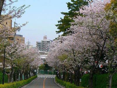 半田市　雁宿公園　桜花見