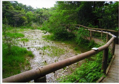 武豊町　壱町田湿地