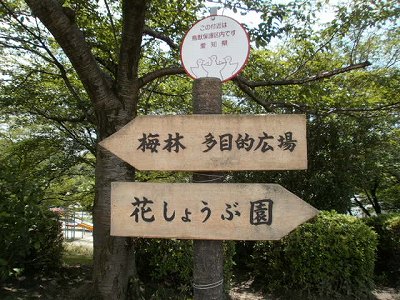 大池公園　しょうぶ園