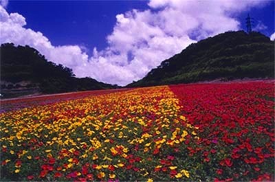 南知多町　花ひろば
