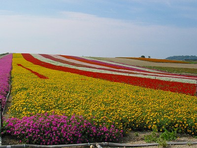南知多町　花ひろば２